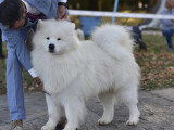 Association Canine Territoriale Gironde