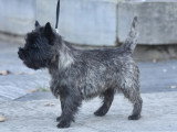 Association Canine Territoriale Gironde