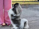 Association Canine Territoriale Gironde
