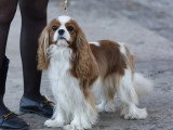 Association Canine Territoriale Gironde