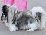 Association Canine Territoriale Gironde