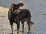 Association Canine Territoriale Gironde