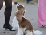 Association Canine Territoriale Gironde