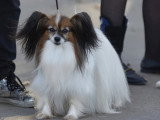Association Canine Territoriale Gironde