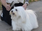 Association Canine Territoriale Gironde