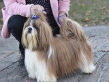 Association Canine Territoriale Gironde