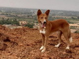 Association Canine Territoriale de Guadeloupe (ACTG)