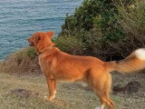 Association Canine Territoriale de Guadeloupe (ACTG)