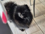 Association Canine Territoriale de Guadeloupe (ACTG)