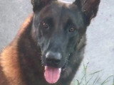 Association Canine Territoriale de Guadeloupe (ACTG)