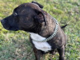 Association Canine Territoriale de Guadeloupe (ACTG)