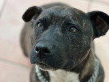 Association Canine Territoriale de Guadeloupe (ACTG)