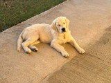 Association Canine Territoriale de Guadeloupe (ACTG)