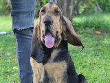 Association Canine Territoriale de Guadeloupe (ACTG)