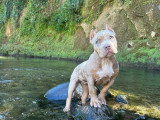 Association Canine Territoriale de Guadeloupe (ACTG)