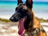Association Canine Territoriale de Guadeloupe (ACTG)