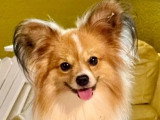 Association Canine Territoriale de Guadeloupe (ACTG)