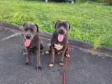 Association Canine Territoriale de Guadeloupe (ACTG)