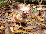 Association Canine Territoriale de Guadeloupe (ACTG)