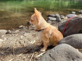 Association Canine Territoriale de Guadeloupe (ACTG)