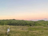 Association Canine Territoriale de Guadeloupe (ACTG)