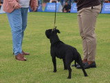 Association Canine Territoriale de la Réunion (ACTR)