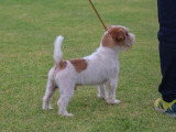 Association Canine Territoriale de la Réunion (ACTR)