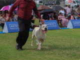 Association Canine Territoriale de la Réunion (ACTR)