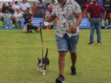 Association Canine Territoriale de la Réunion (ACTR)
