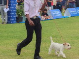 Association Canine Territoriale de la Réunion (ACTR)