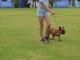 Association Canine Territoriale de la Réunion (ACTR)