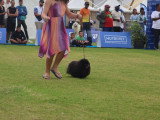 Association Canine Territoriale de la Réunion (ACTR)