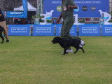 Association Canine Territoriale de la Réunion (ACTR)