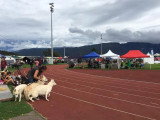Association Canine Territoriale de la Réunion (ACTR)