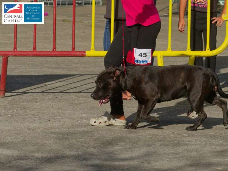 Association Canine Territoriale de Martinique