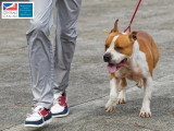 Association Canine Territoriale de Martinique