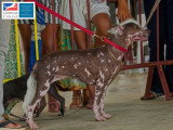 Association Canine Territoriale de Martinique