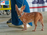 Association Canine Territoriale de Martinique