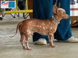 Association Canine Territoriale de Martinique
