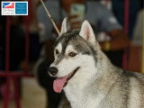 Association Canine Territoriale de Martinique