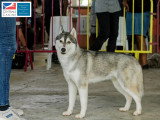 Association Canine Territoriale de Martinique