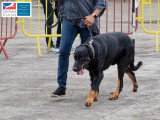 Association Canine Territoriale de Martinique