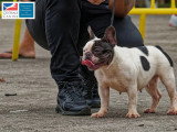 Association Canine Territoriale de Martinique