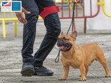 Association Canine Territoriale de Martinique