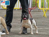 Association Canine Territoriale de Martinique