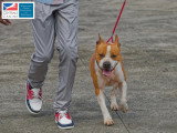 Association Canine Territoriale de Martinique