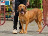 Association Canine Territoriale de Martinique