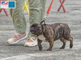 Association Canine Territoriale de Martinique
