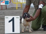 Association Canine Territoriale de Martinique