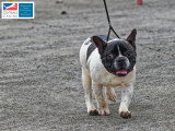 Association Canine Territoriale de Martinique